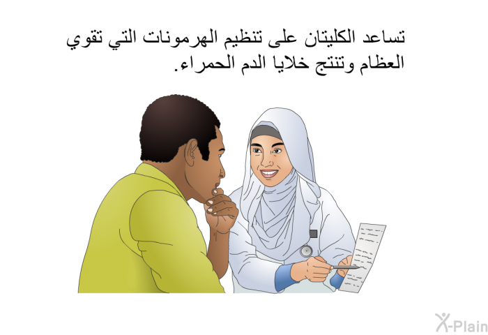تساعد الكليتان على تنظيم الهرمونات التي تقوي العظام وتنتج خلايا الدم الحمراء.