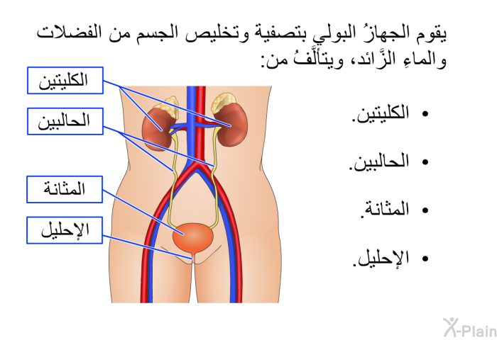 يقوم الجهازُ البولي بتصفية وتخليص الجسم من الفضلات والماءِ الزَّائد، ويتألَّفُ من:  الكليتين. الحالبين. المثانة. الإحليل.