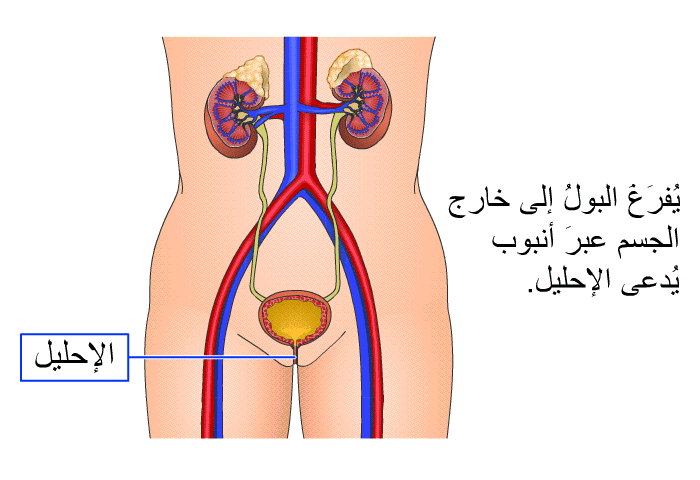 يُفرَغَ البولُ إلى خارج الجسم عبرَ أنبوب يُدعى الإحليل.
