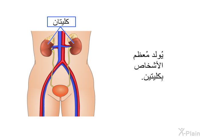 يُولد مُعظم الأشخاص بِكليتين.