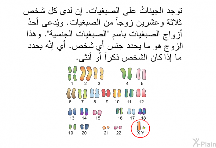 توجد الجيناتُ على الصبغيات. إن لدى كل شخص ثلاثة وعشرين زوجاً من الصبغيات. ويُدعى أحدُ أزواج الصبغيات باسم "الصبغيات الجنسية". وهذا الزوج هو ما يحدد جنس أي شخص. أي إنَّه يحدد ما إذا كان الشخص ذكراً أو أنثى.