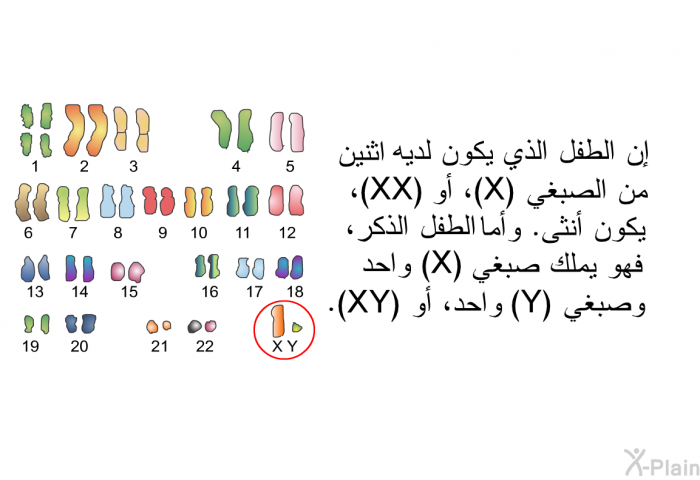 إن الطفل الذي يكون لديه اثنين من الصبغي (X)، أو (XX)، يكون أنثى. وأما الطفل الذكر، فهو يملك صبغي (X) واحد وصبغي (Y) واحد، أو (XY).