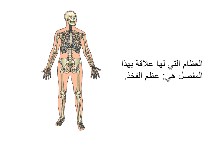 العظام التي لها علاقة بهذا المفصل هي: عظم الفخذ.