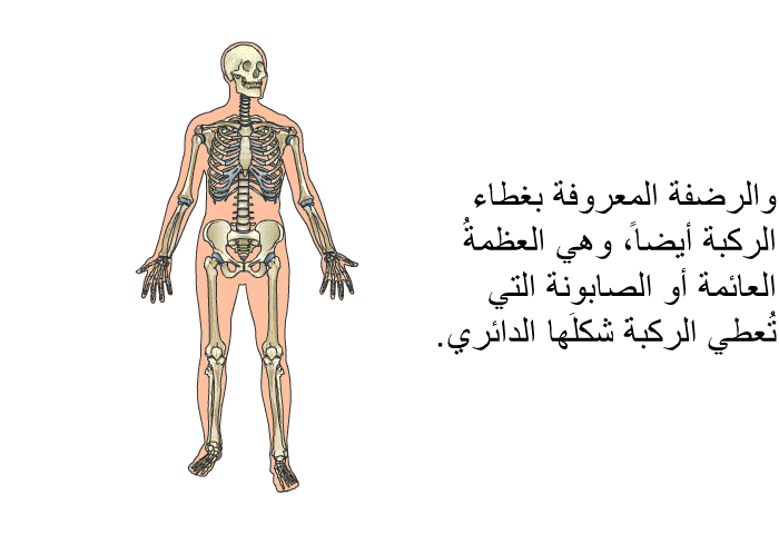 والرضفة المعروفة بغطاء الركبة أيضاً، وهي العظمةُ العائمة أو الصابونة التي تُعطي الركبةَ شكلَها الدائري.