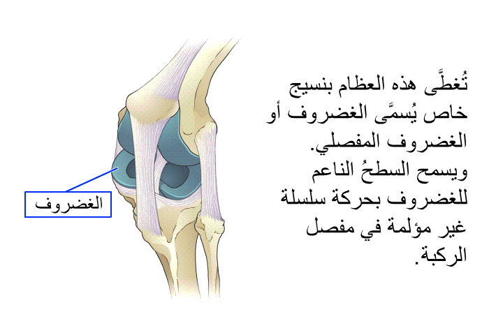 تُغطَّى هذه العظام بنسيج خاص يُسمَّى الغضروف أو الغضروف المفصلي. ويسمح السطحُ الناعم للغضروف بحركة سلسلة غير مؤلمة في مفصل الركبة.