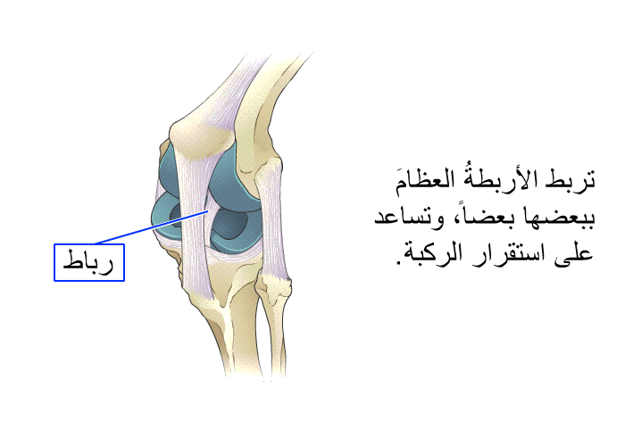 تربط الأربطةُ العظامَ ببعضها بعضاً، وتساعد على استقرار الركبة.