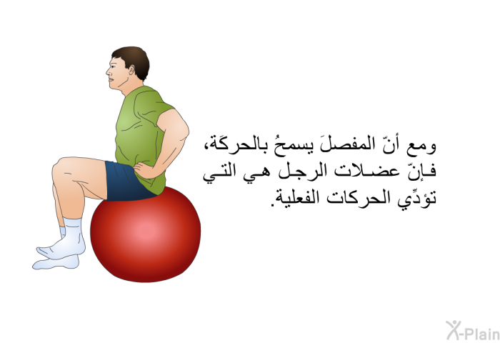 ومع أنّ المفصلَ يسمحُ بالحركَة، فإنّ عضلات الرجل هي التي تؤدِّي الحركات الفعلية.