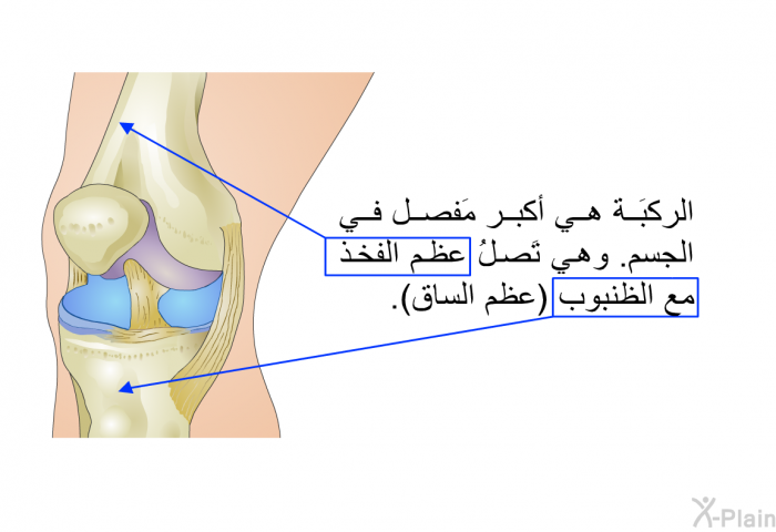الركبَة هي أكبر مَفصل في الجسم. وهي تَصلُ عظم الفخذ مع الظنبوب (عظم الساق).