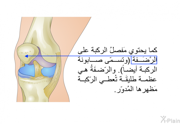 كما يحتوي مَفصلُ الركبة على الرَّضَفة (وتُسمّى صابونة الركبة أيضاً). والرّضفَةُ هي عظمة طليقَة تُعطي الرّكبة مَظهرها المُدوّر.