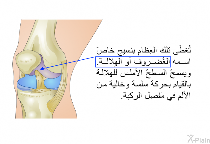 تُغطّى تلك العِظام بنسيج خاصّ اسمه الغُضروف أو الهِلالة. ويسمحُ السطحُ الأملس للهلالة بالقيام بحركة سلسة وخالية من الألم في مَفصِل الركبة.