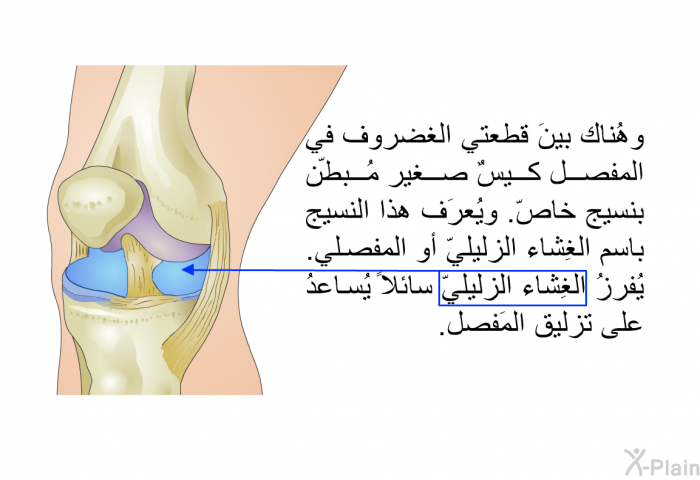 وهُناك بينَ قطعتي الغضروف في المفصل كيسٌ صغير مُبطّن بنسيج خاصّ. ويُعرَف هذا النسيج باسم الغِشاء الزليليّ أو المفصلي. يُفرزُ الغِشاء الزليليّ سائلاً يُساعدُ على تزليق المَفصل.