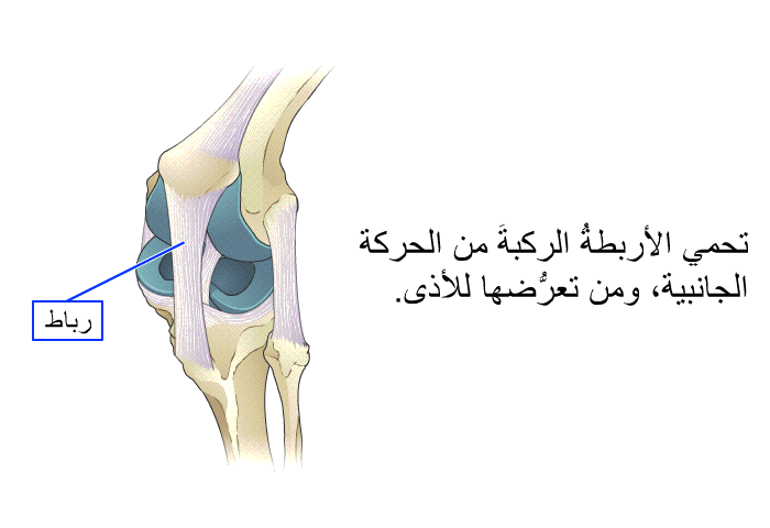 تحمي الأربطةُ الركبةَ من الحركة الجانبية، ومن تعرُّضها للأذى.