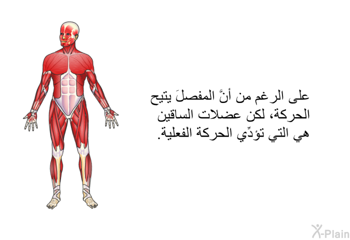 على الرغم من أنَّ المفصلَ يتيح الحركة، لكن عضلات الساقين هي التي تؤدِّي الحركة الفعلية.