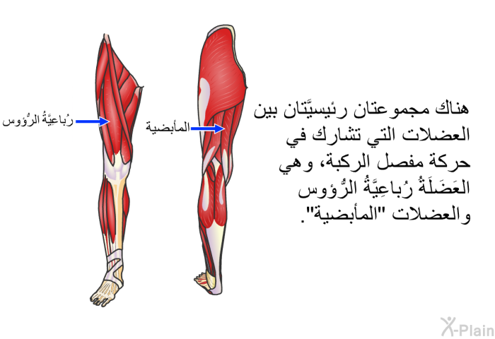 هناك مجموعتان رئيسيَّتان بين العضلات التي تشارك في حركة مفصل الركبة، وهي العَضَلَةُ رُباعِيَّةُ الرُّؤوس والعضلات "المأبضية".