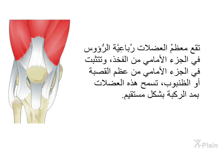 تقع معظمُ العضلات رُباعِيَّة الرُّؤوس في الجزء الأمامي من الفخذ، وتتثبت في الجزء الأمامي من عظم القصبة أو الظنبوب، تسمح هذه العضلات بمد الركبة بشكل مستقيم.