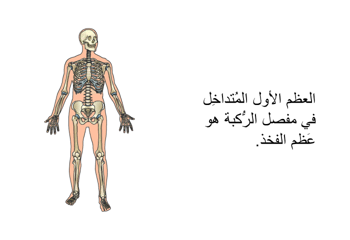 العظم الأول المُتداخِل في مفصل الرُّكبة هو عَظم الفخذ.