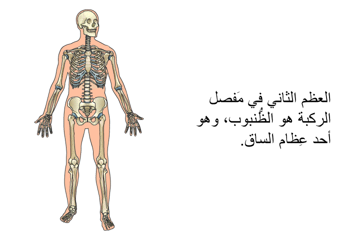 العظم الثاني في مَفصل الركبة هو الظُّنبوب، وهو أحد عِظام الساق.