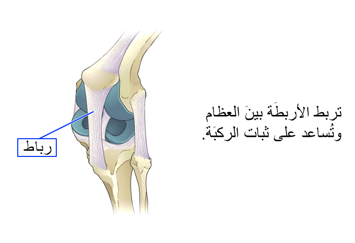 تربط الأربطَة بينَ العظام وتُساعد على ثبات الركبَة.