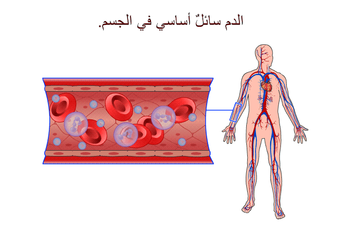 الدم سائلٌ أساسي في الجسم<B>.</B>