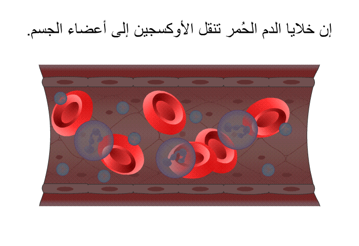 إن خلايا الدم الحُمر تنقل الأوكسجين إلى أعضاء الجسم<B>.</B>