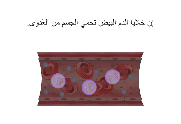 إن خلايا الدم البيض تحمي الجسم من العَدوى<B>.</B>