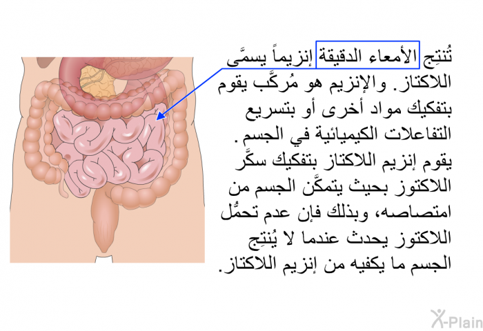 تُنتِج الأمعاء الدقيقة إنزيماً يسمَّى اللاكتاز. والإنزيم هو مُركَّب يقوم بتفكيك مواد أخرى أو بتسريع التفاعلات الكيميائية في الجسم. يقوم إنزيم اللاكتاز بتفكيك سكَّر اللاكتوز بحيث يتمكَّن الجسم من امتصاصه، وبذلك فإن عدم تحمُّل اللاكتوز يحدث عندما لا يُنتِج الجسم ما يكفيه من إنزيم اللاكتاز.