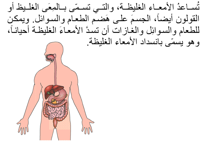تُساعدُ الأمعاء الغليظة، والتي تسمّى بالمِعَى الغليظ أو القولون أيضاً، الجسمَ على هَضم الطعام والسوائل. ويمكن للطعام والسوائِل والغازات أن تسدَّ الأمعاءَ الغليظة أحياناً، وهو يسمّى بانسداد الأمعاء الغليظة.