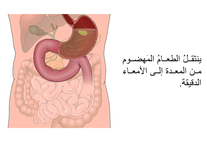 ينتقلُ الطعامُ المَهضوم من المعدة إلى الأمعاء الدقيقة.