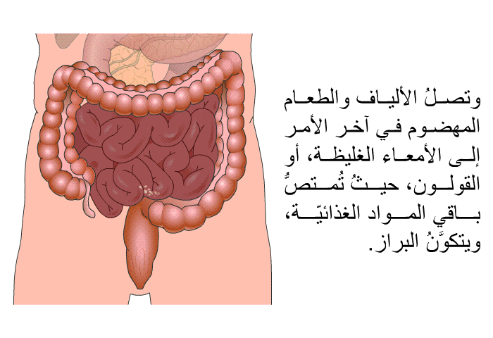 وتصلُ الألياف والطعام المهضوم في آخر الأمر إلى الأمعاء الغليظة، أو القولون، حيثُ تُمتصُّ باقي المواد الغذائيّة، ويتكوَّنُ البراز.