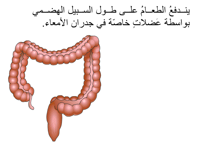 يندفعُ الطعامُ على طول السبيل الهضمي بواسطة عَضلاتٍ خاصّة في جدران الأمعاء.