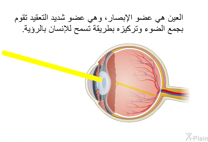 العين هي عضو الإبصار، وهي عضو شديد التعقيد تقوم بجمع الضوء وتركيزه بطريقة تسمح للإنسان بالرؤية.