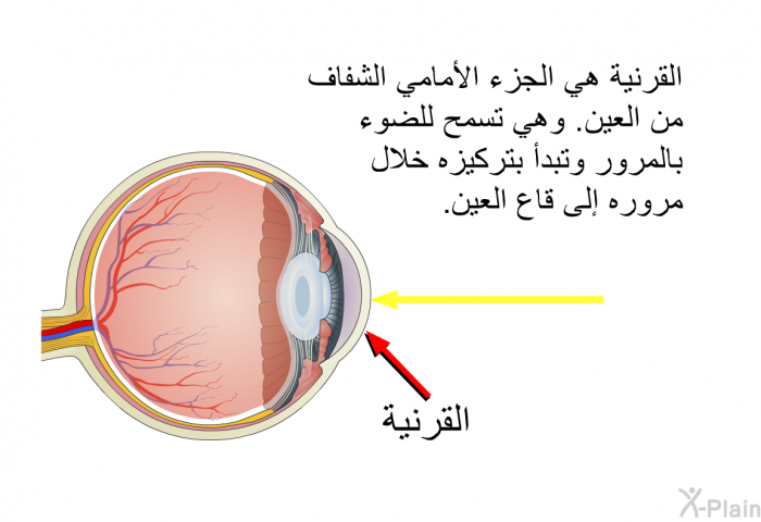 القرنية هي الجزء الأمامي الشفاف من العين. وهي تسمح للضوء بالمرور وتبدأ بتركيزه خلال مروره إلى قاع العين.