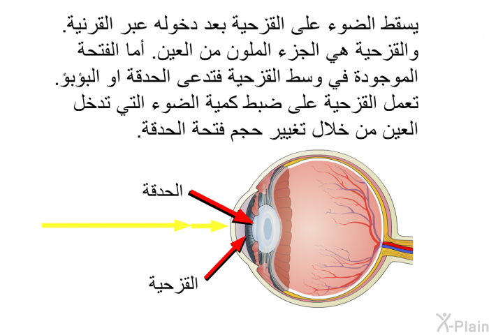 يسقط الضوء على القزحية بعد دخوله عبر القرنية. والقزحية هي الجزء الملون من العين. أما الفتحة الموجودة في وسط القزحية فتدعى الحدقة او البؤبؤ. تعمل القزحية على ضبط كمية الضوء التي تدخل العين من خلال تغيير حجم فتحة الحدقة.