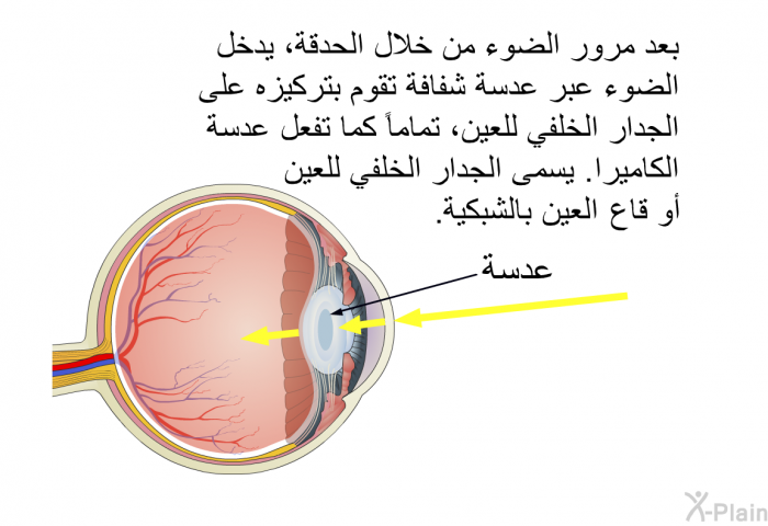 بعد مرور الضوء من خلال الحدقة، يدخل الضوء عبر عدسة شفافة تقوم بتركيزه على الجدار الخلفي للعين، تماماً كما تفعل عدسة الكاميرا. يسمى الجدار الخلفي للعين أو قاع العين بالشبكية.