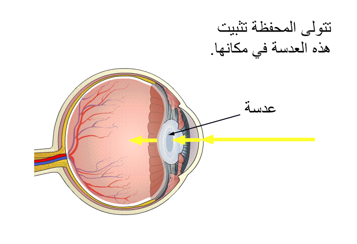 تتولى المحفظة تثبيت هذه العدسة في مكانها.
