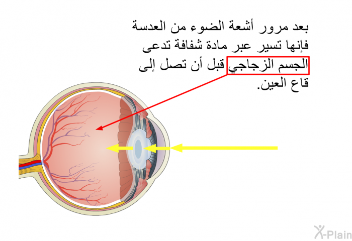 بعد مرور أشعة الضوء من العدسة فإنها تسير عبر مادة شفافة تدعى الجسم الزجاجي قبل أن تصل إلى قاع العين.