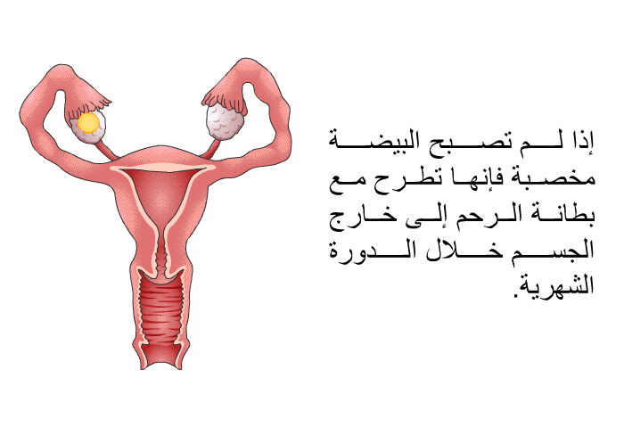 إذا لم تصبح البيضة مخصبة فإنها تطرح مع بطانة الرحم إلى خارج الجسم خلال الدورة الشهرية.