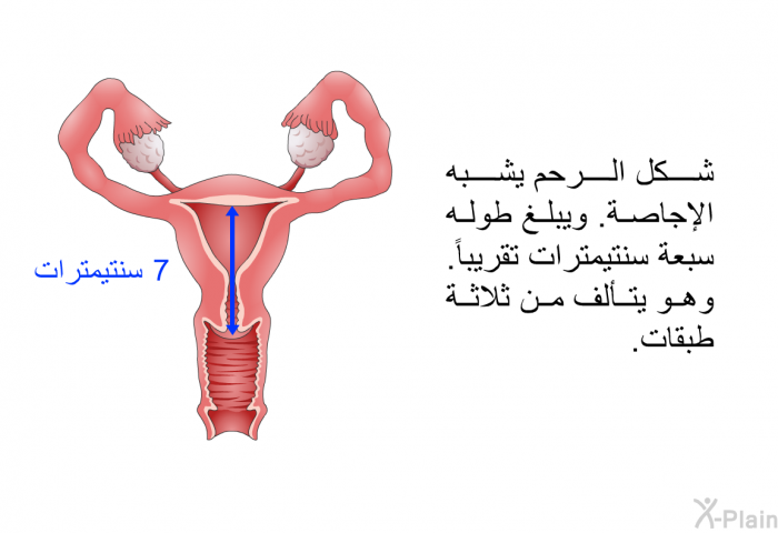 شكل الرحم يشبه الإجاصة. ويبلغ طوله سبعة سنتيمترات تقريباً. وهو يتألف من ثلاثة طبقات.