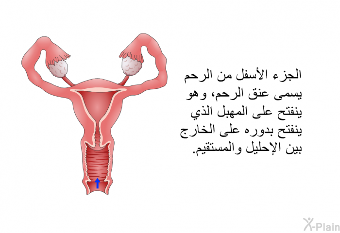 الجزء الأسفل من الرحم يسمى عنق الرحم، وهو ينفتح على المهبل الذي ينفتح بدوره على الخارج بين الإحليل والمستقيم.