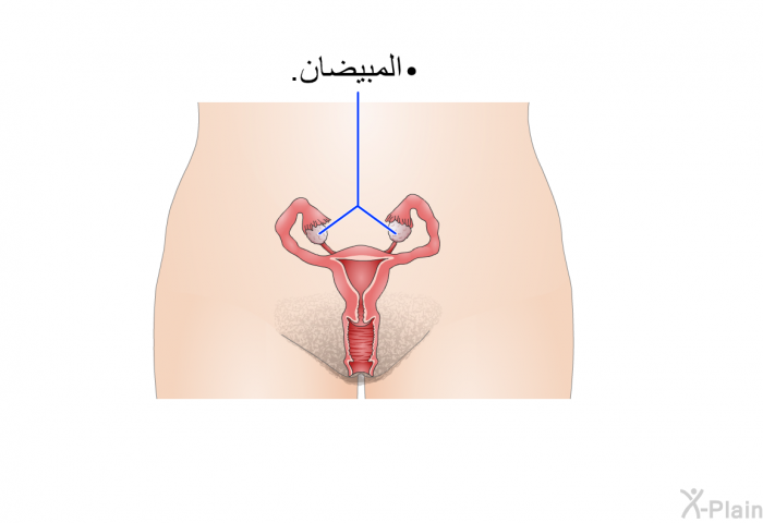 المبيضان.