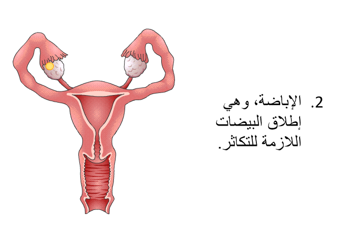 الإباضة، وهي إطلاق البيضات اللازمة للتكاثر.