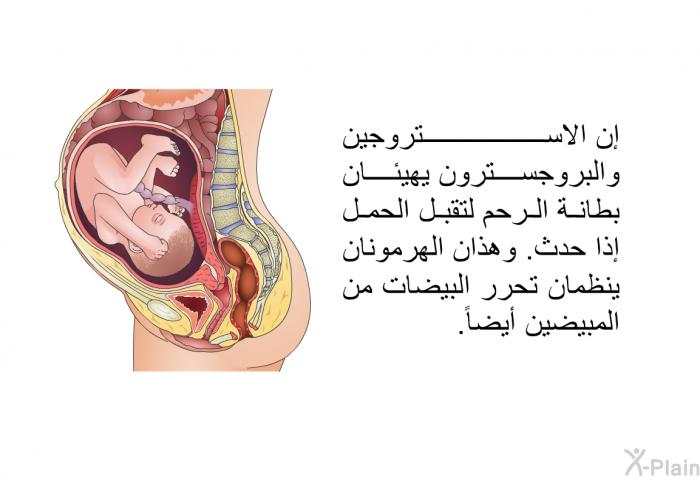 إن الاستروجين والبروجسترون يهيئان بطانة الرحم لتقبل الحمل إذا حدث. وهذان الهرمونان ينظمان تحرر البيضات من المبيضين أيضاً.