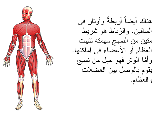 هناك أيضاً أربطةٌ وأوتار في الساقين. والرباطُ هو شريط متين من النسيج مهمته تثبيت العظام أو الأعضاء في أماكنها. وأمَّا الوتر فهو حبل من نسيج يقوم بالوصل بين العضلات والعظام.