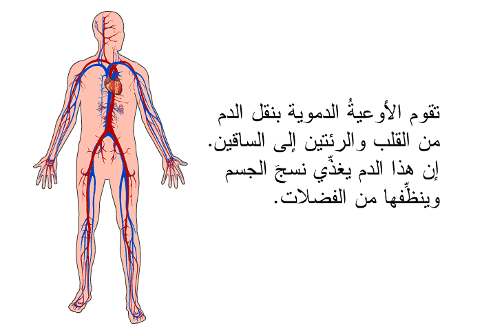 تقوم الأوعيةُ الدموية بنقل الدم من القلب والرئتين إلى الساقين. إن هذا الدم يغذِّي نسجَ الجسم وينظِّفها من الفضلات.