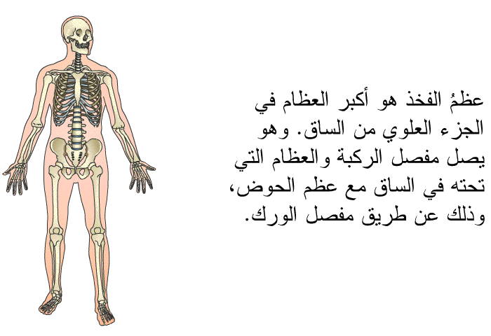 عظمُ الفخذ هو أكبر العظام في الجزء العلوي من الساق. وهو يصل مفصل الركبة والعظام التي تحته في الساق مع عظم الحوض، وذلك عن طريق مفصل الورك.