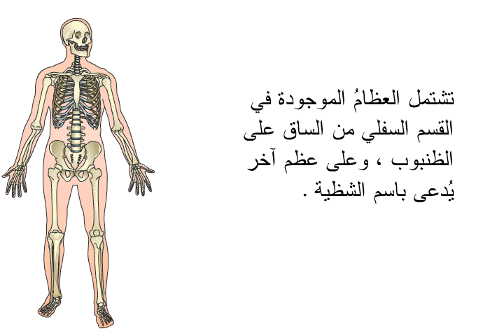 تشتمل العظامُ الموجودة في القسم السفلي من الساق على الظنبوب ، وعلى عظم آخر يُدعى باسم الشظية.