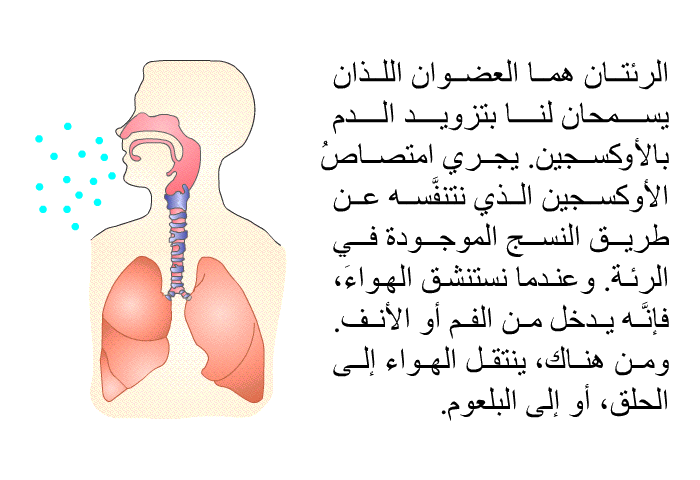 الرئتان هما العضوان اللذان يسمحان لنا بتزويد الدم بالأكسجين. يجري امتصاصُ الأوكسجين الذي نتنفَّسه عن طريق النسج الموجودة في الرئة. وعندما نستنشق الهواءَ، فإنَّه يدخل من الفم أو الأنف. ومن هناك، ينتقل الهواء إلى الحلق، أو إلى البلعوم.