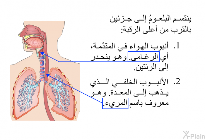 ينقسم البلعومُ إلى جزئين بالقرب من أعلى الرقبة:   أنبوب الهواء في المقدِّمة، أي الرغامى. وهو ينحدر إلى الرئتين. الأنبوب الخلفي الذي يذهب إلى المعدة. وهو معروف باسم المريء.