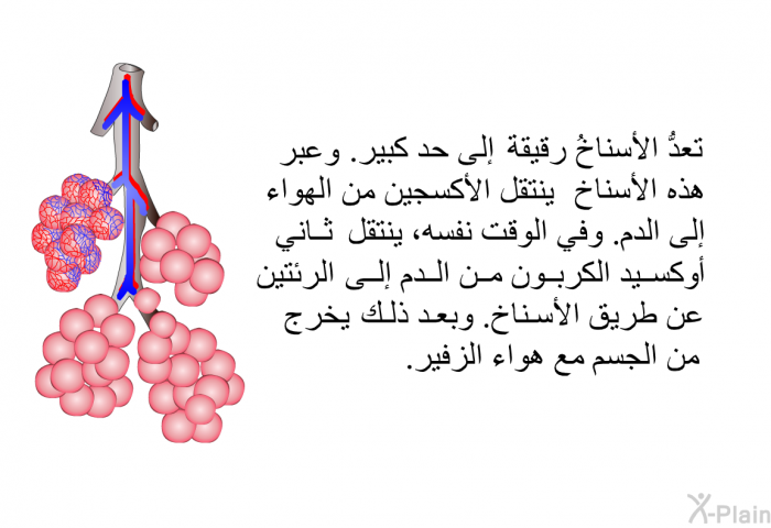 تعدُّ الأسناخُ رقيقةً إلى حد كبير. وعبر هذه الأسناخ ينتقل الأكسجين من الهواء إلى الدم. وفي الوقت نفسه، ينتقل ثاني أأوكسيد الكربون من الدم إلى الرئتين عن طريق الأسناخ. وبعد ذلك يخرج من الجسم مع هواء الزفير.
