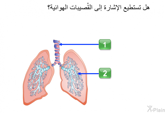 هل تستطيع الإشارة إلى القُصيبات الهوائية؟